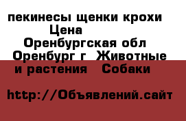 пекинесы щенки крохи › Цена ­ 8 000 - Оренбургская обл., Оренбург г. Животные и растения » Собаки   